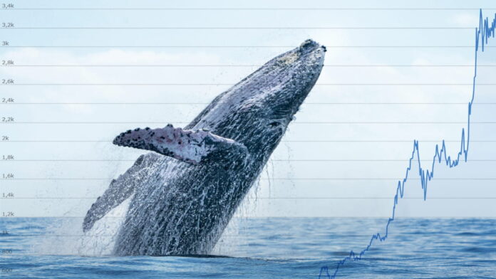The presence of whales makes crypto markets unique compared to traditional stock markets. They often operate strategically, using their large holdings to execute trades that smaller investors cannot.